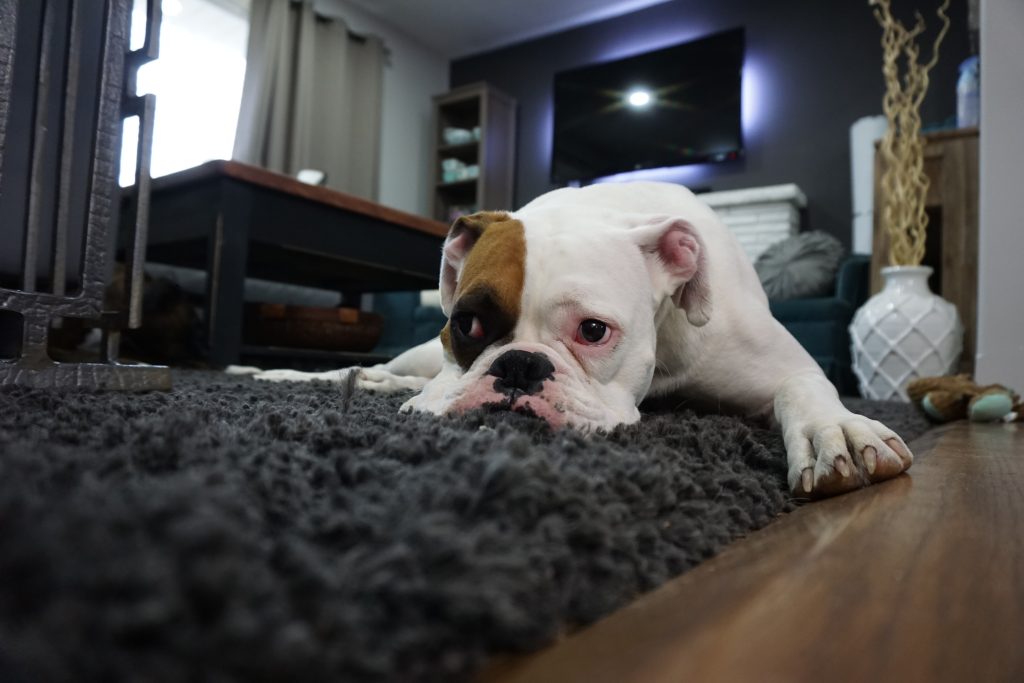 Cómo entrenar a un perro para que no se orine en la casa