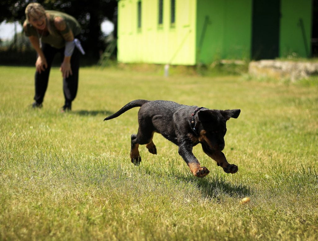 Cuándo hay que empezar a educar a un cachorro
