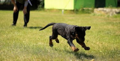 Cuándo hay que empezar a educar a un cachorro