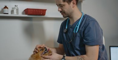 Qué significa pet en veterinaria