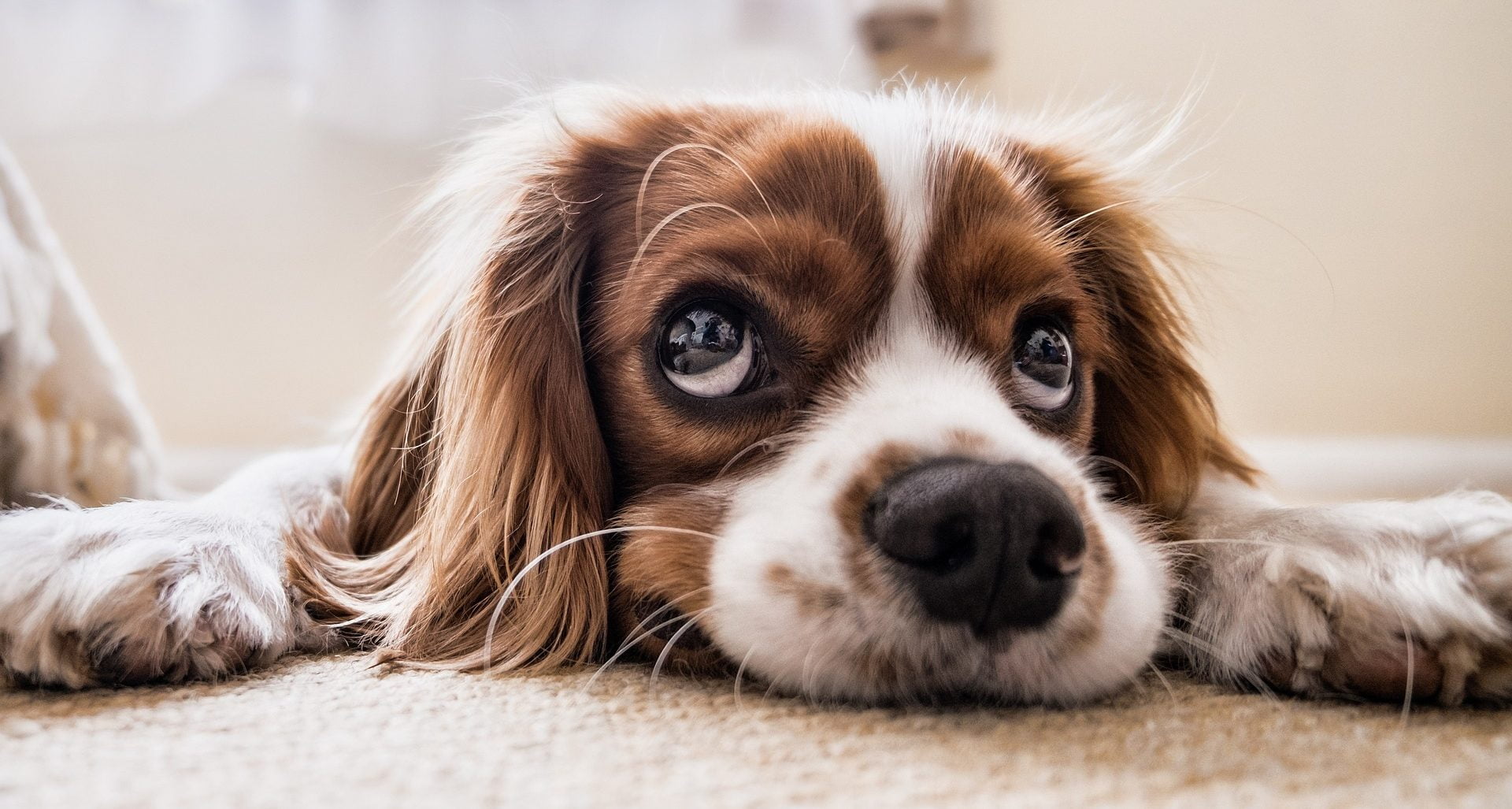 Todo sobre los cuidados para perro Todas las curiosidades que quieres saber sobre los perros