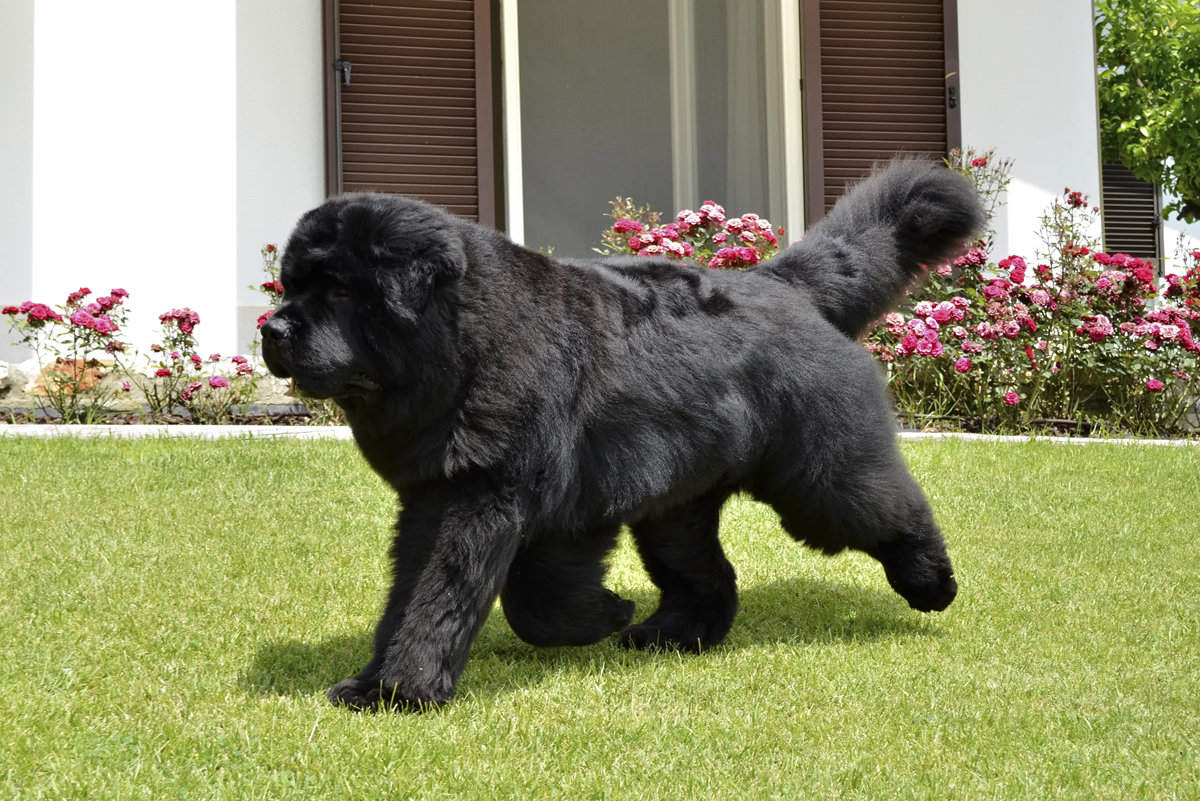 cuanto pesan los perros terranova