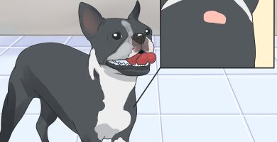 son los boston terriers propensos a problemas en las articulaciones