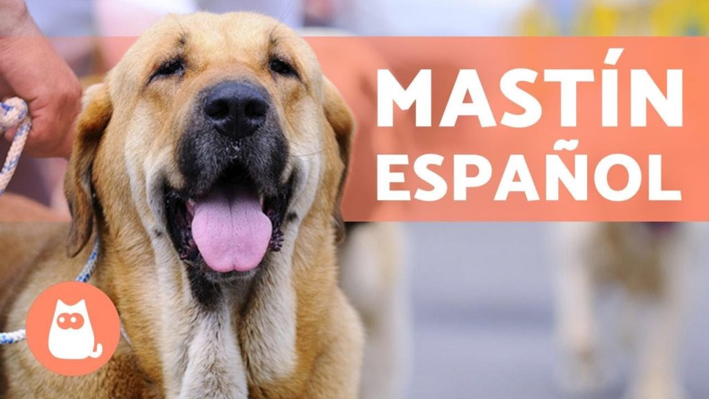 cómo entrenar a un cachorro mastín para que no muerda