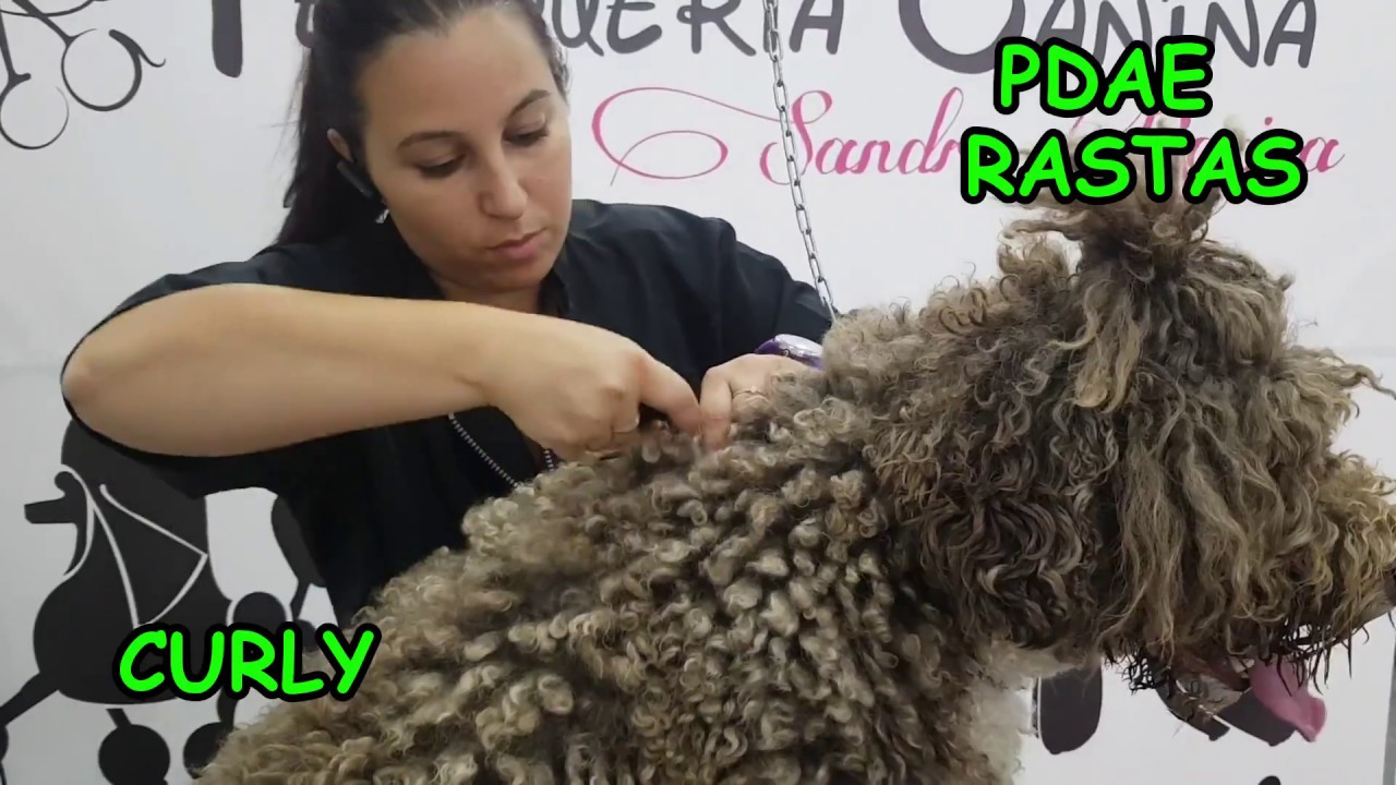 Bebida amplio Mar ▷ Cómo quitar los nudos del pelo de un Perro de Agua Español | Blog de  ADOPTA un Animal