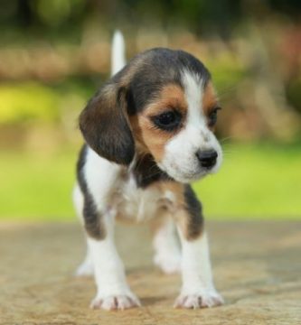 son buenas las zanahorias para un beagle