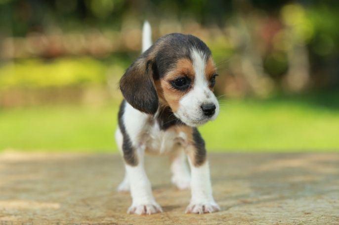 debo comprar un beagle