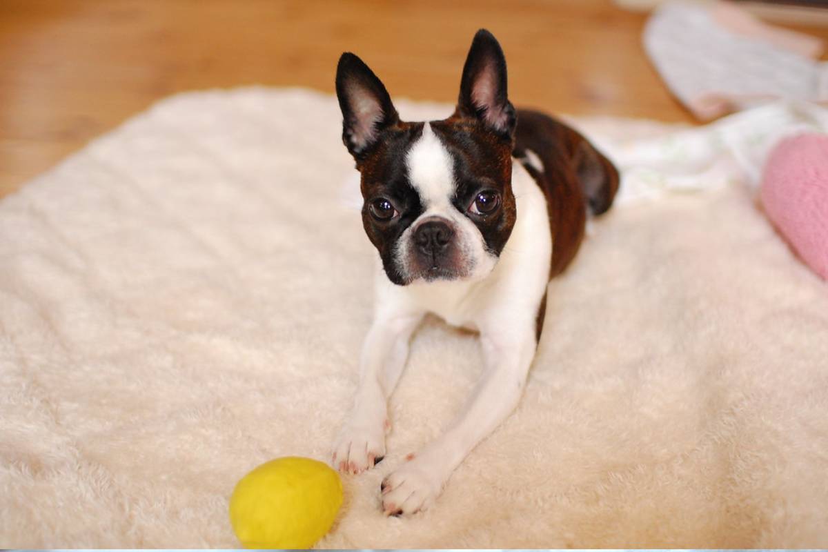 cuanto tiempo necesita dormir un boston terrier