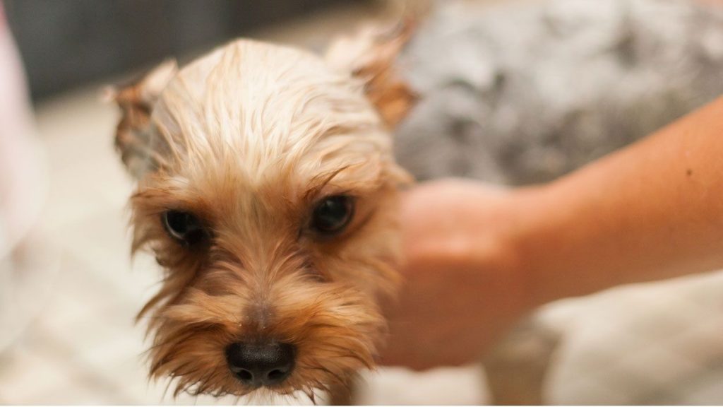 pueden nadar los yorkies