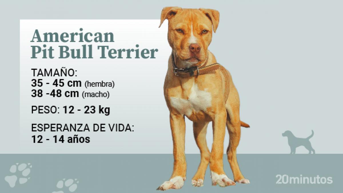 Cubo Comerciante cuerda ▷ Cuánto cuesta un cachorro de Pitbull Terrier Americano en España | Blog de  ADOPTA un Animal