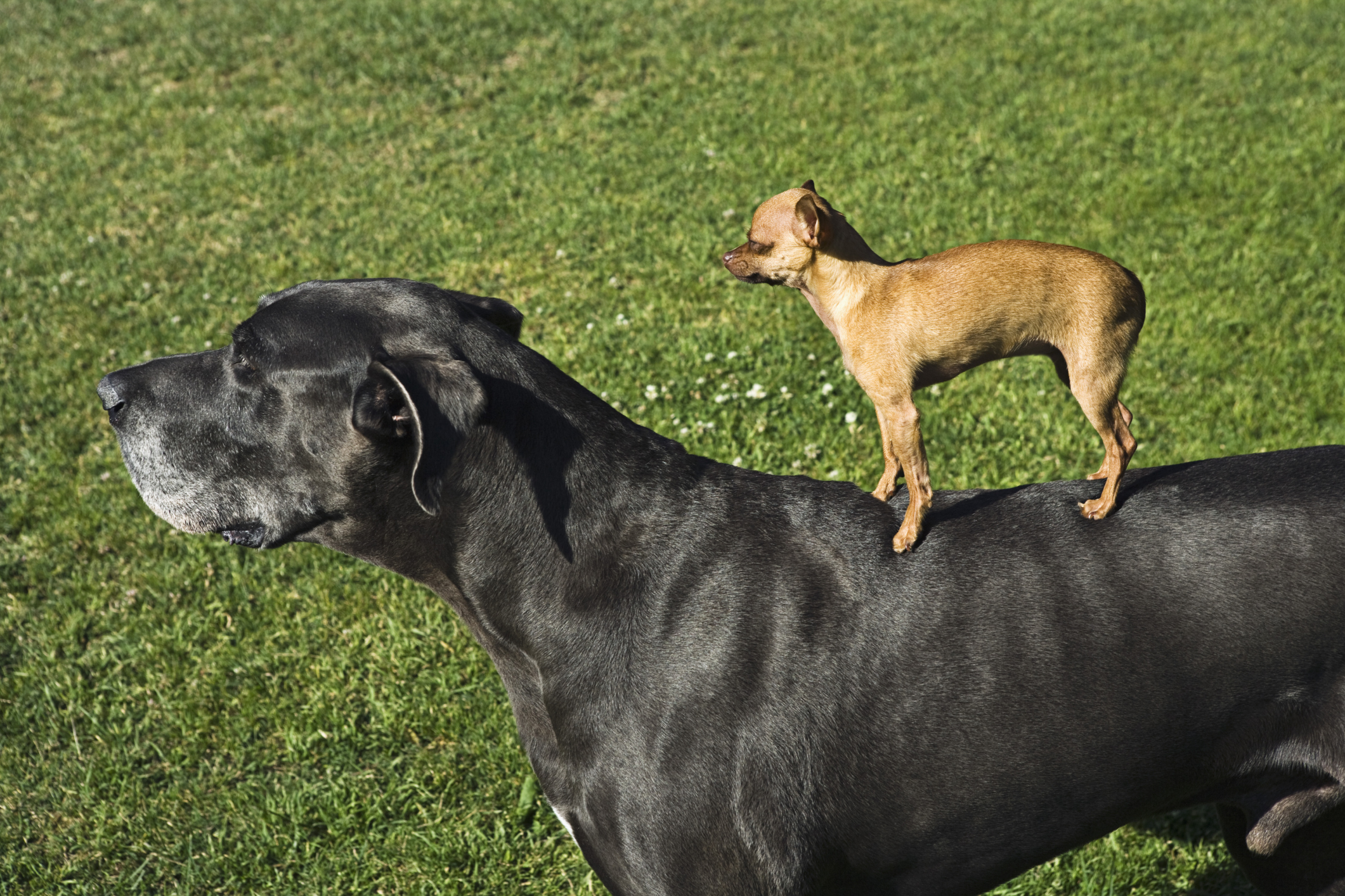 cuanto pesan los cachorros gran danes