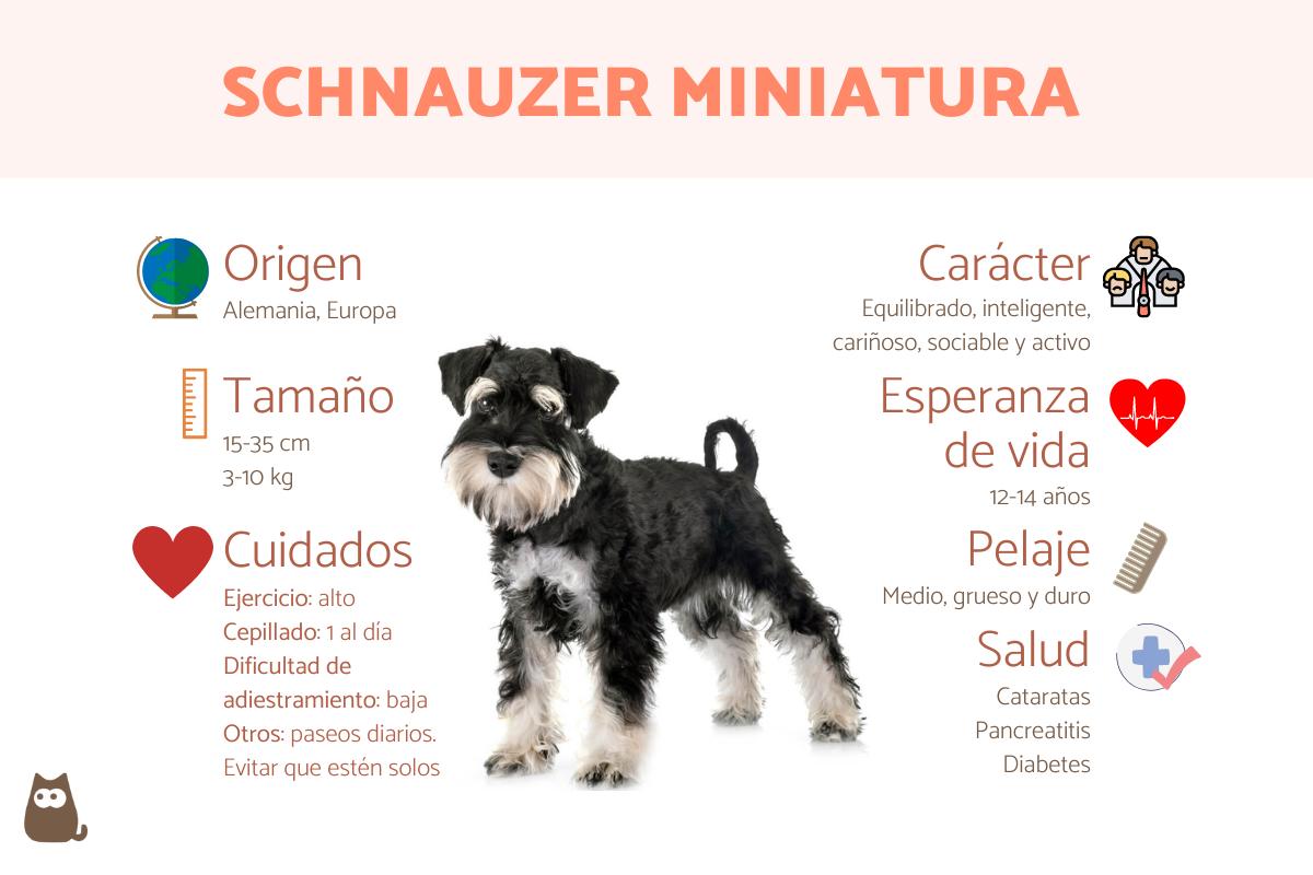 se puede dejar solo a un schnauzer gigante