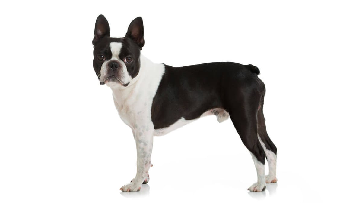 cuantos cachorros suele tener un boston terrier