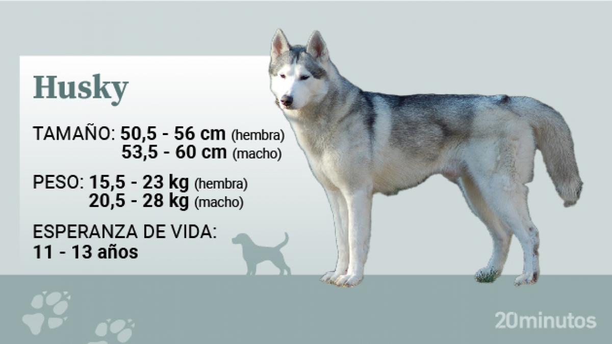 a que talla de cintura equivale un bys 18 husky