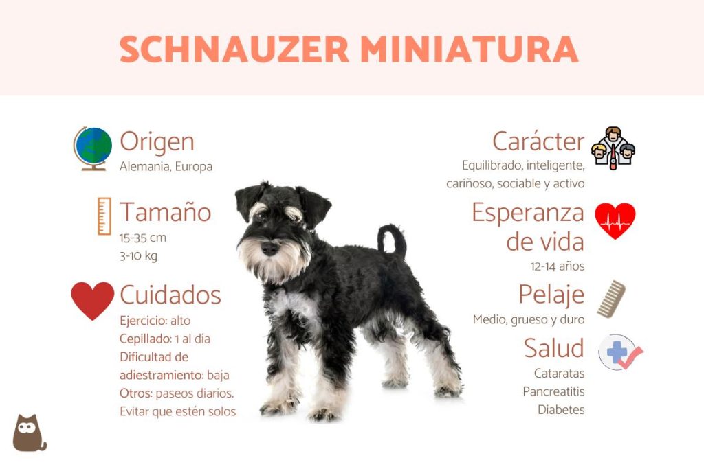 cuanto debe comer un schnauzer miniatura de 3 meses