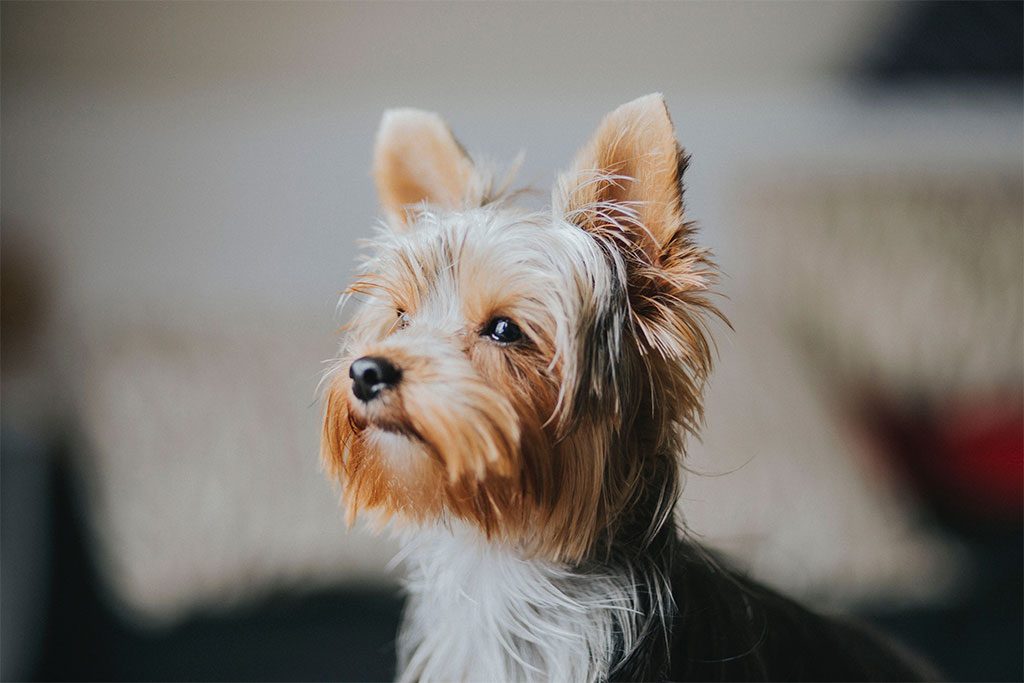 a que edad dejan de crecer los yorkshire terrier