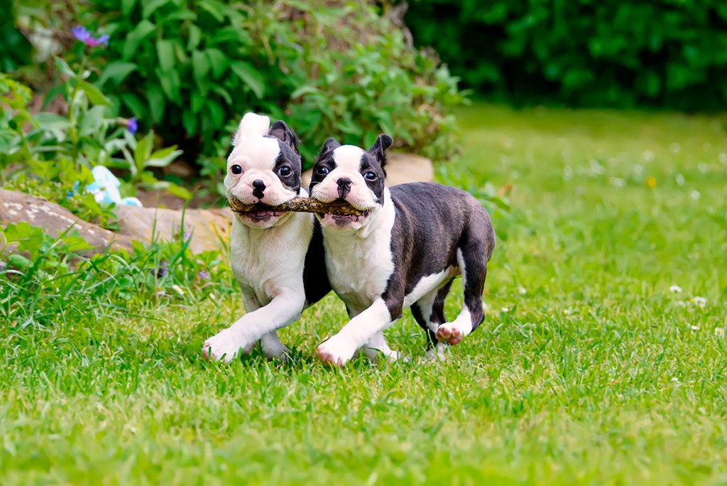 cuantos cachorros suele tener un boston terrier