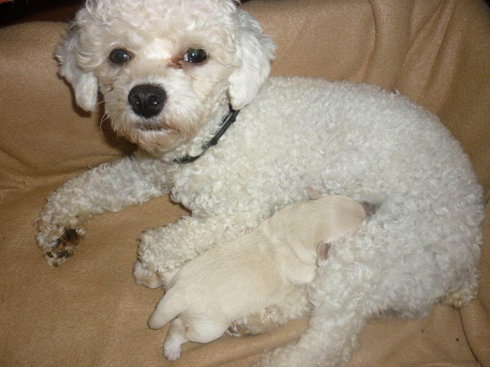 cuantos bebes puede tener un caniche toy