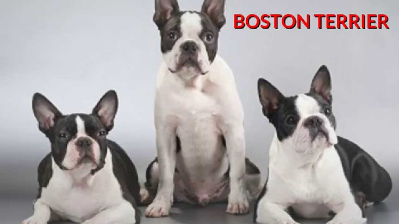 cuantos cachorros suele tener un boston terrier