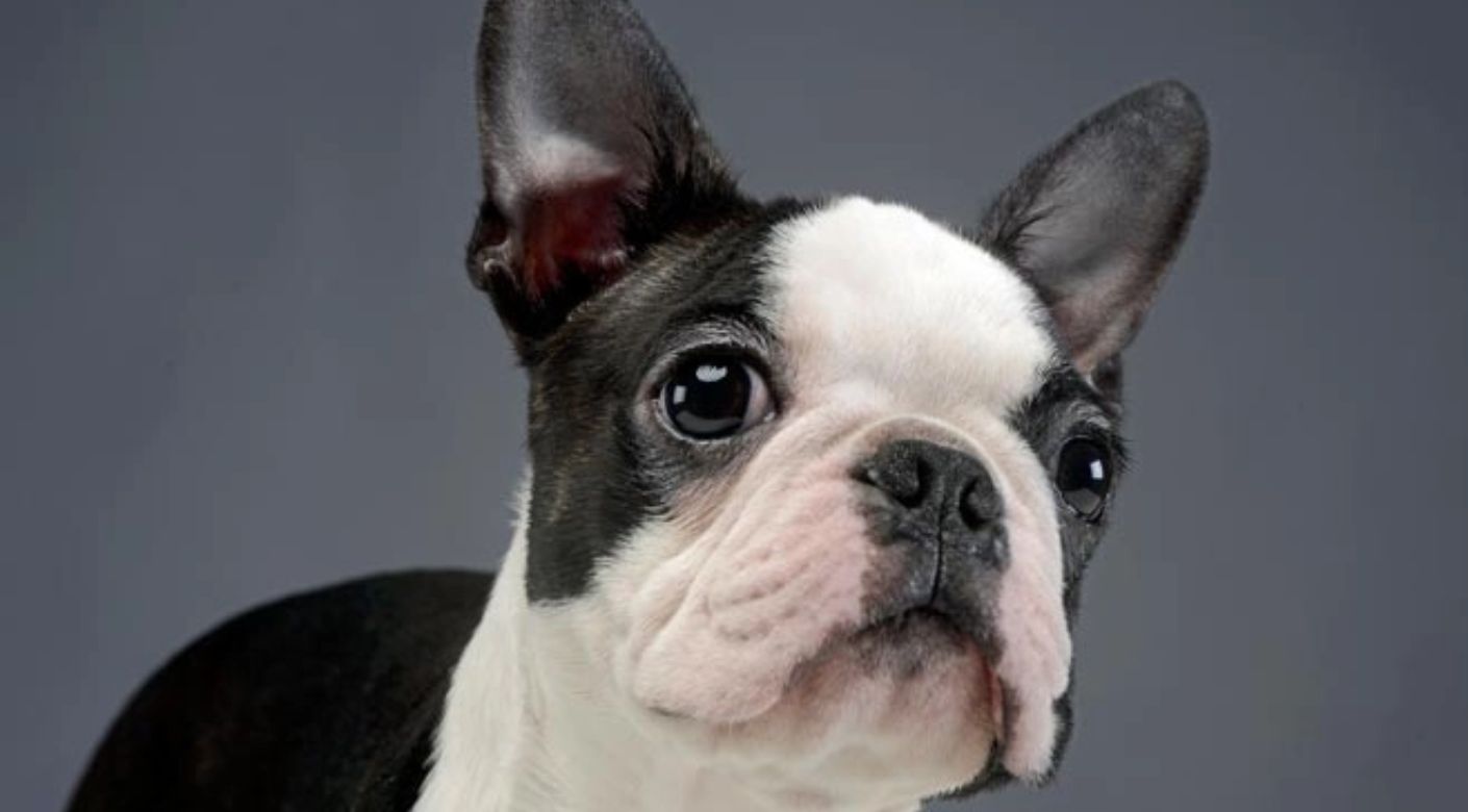 los boston terrier pueden tener cachorros naturalmente