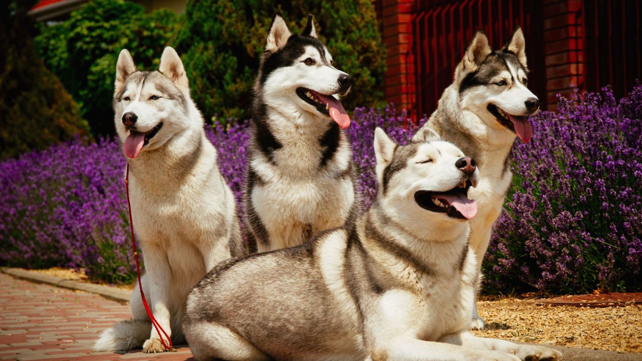 pueden un alopekis y un husky de alaska ser amigos