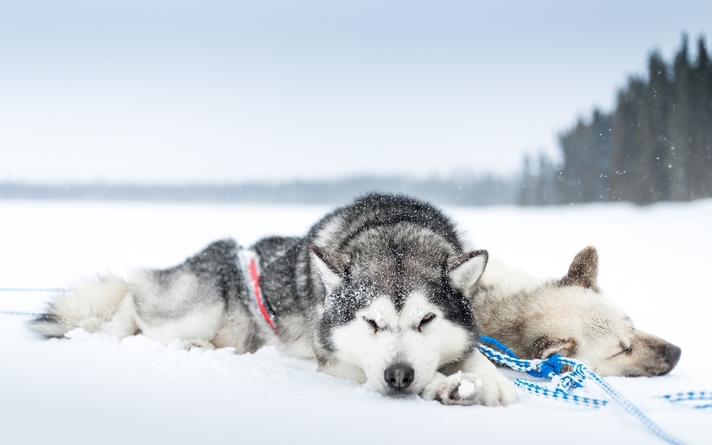 que frio es demasiado frio para un husky siberiano