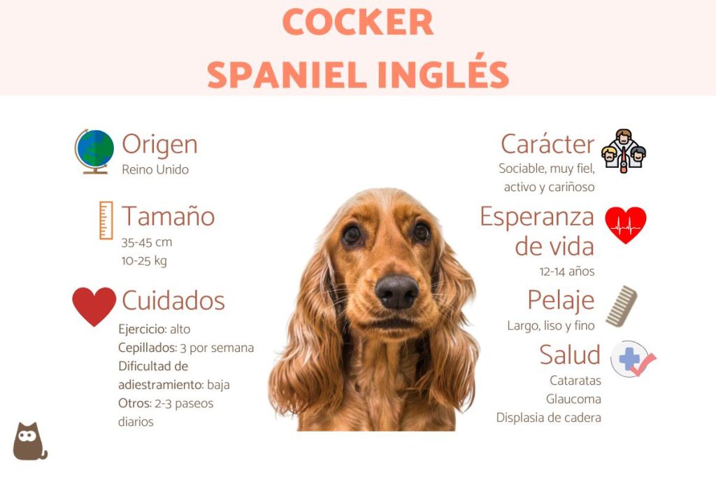 como educar a un cachorro cocker spaniel