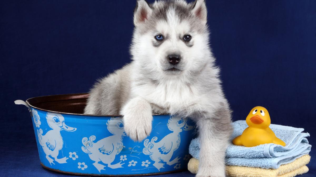 husky puede comer pepino