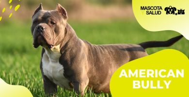 American Bully ⇨ 🐶Descúbrelo TODO Sobre Estos Perros | ADOPTA Un Animal