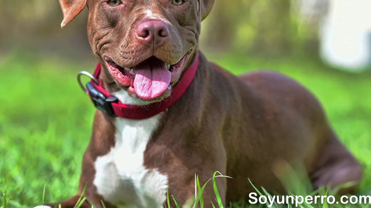 como educar a un cachorro pitbull de 3 meses