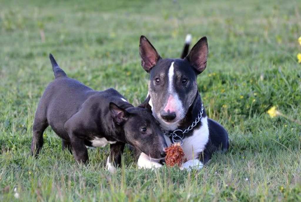 cuantos cachorros puede tener un bull terrier