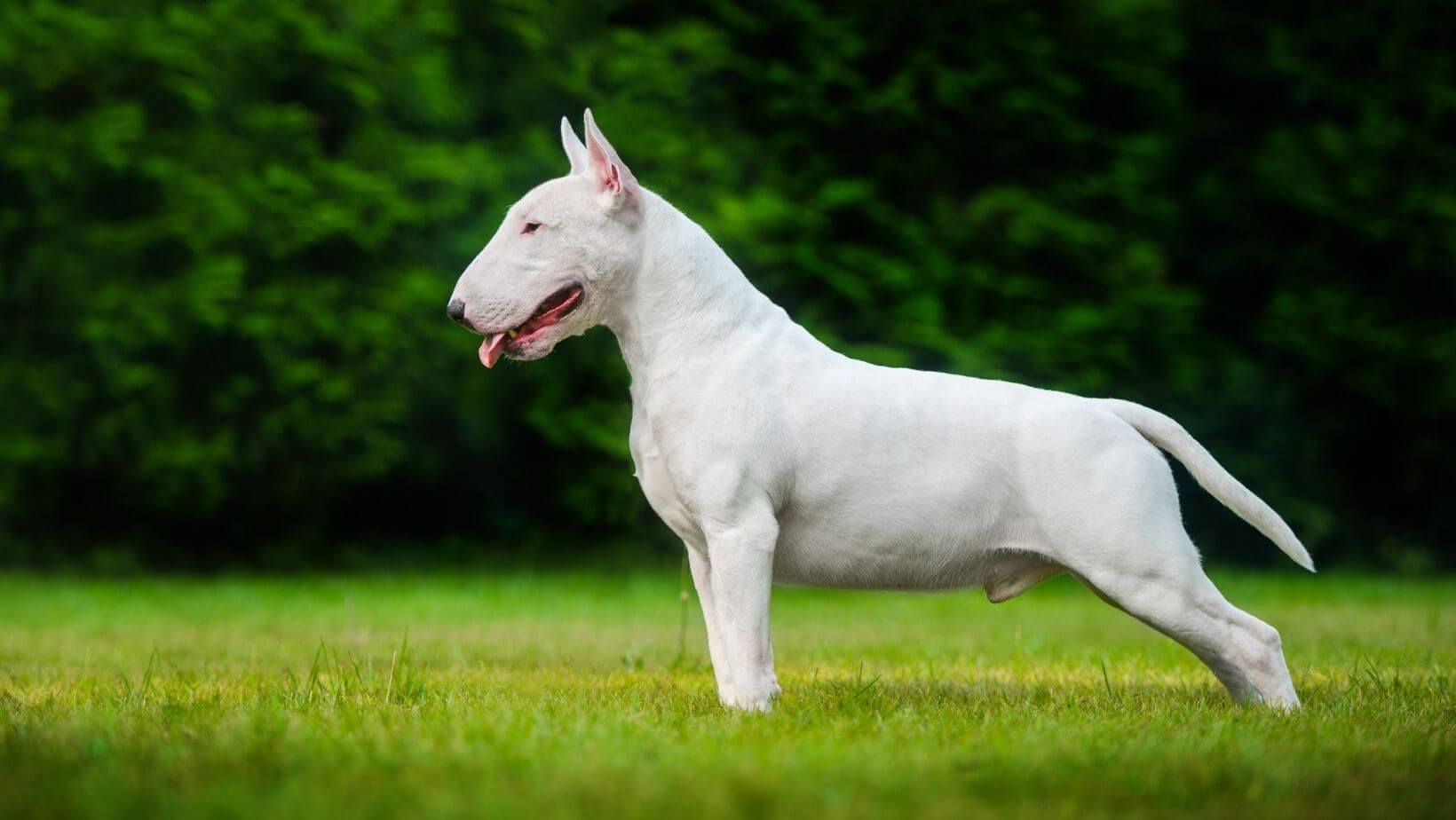 que tan musculoso es un bull terrier