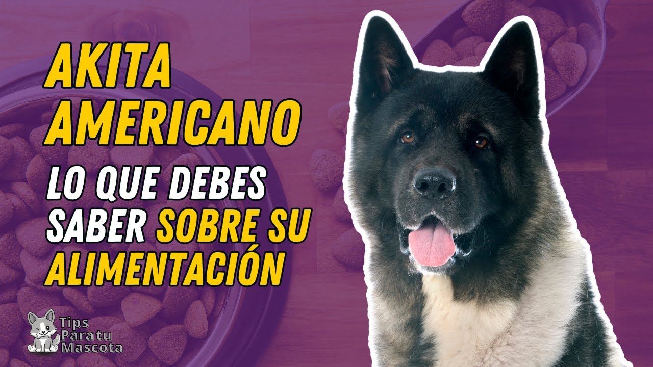 para que fue criado el akita americano