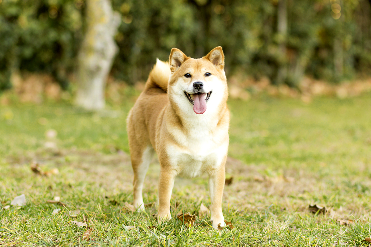 akita de 3 meses cuanto darle de comer