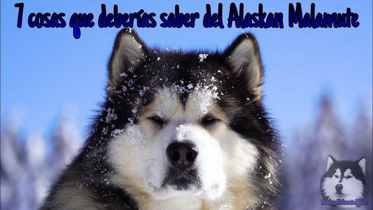 son malamutes dificiles de entrenar