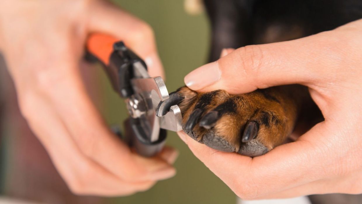 como recortar airedale terrier