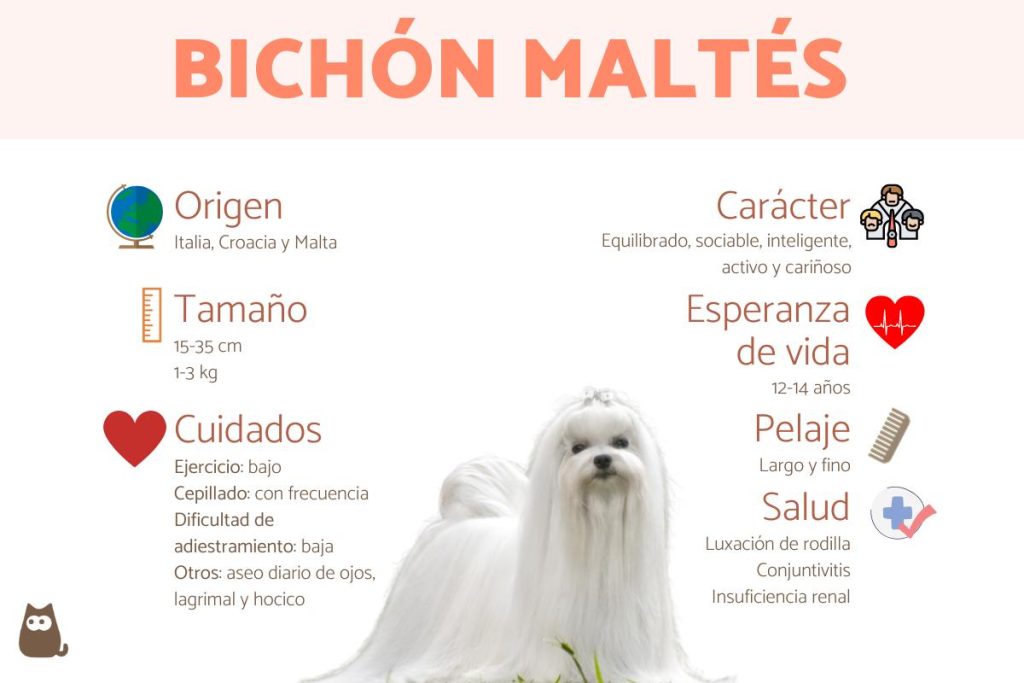 los perros bichon frise son agresivos