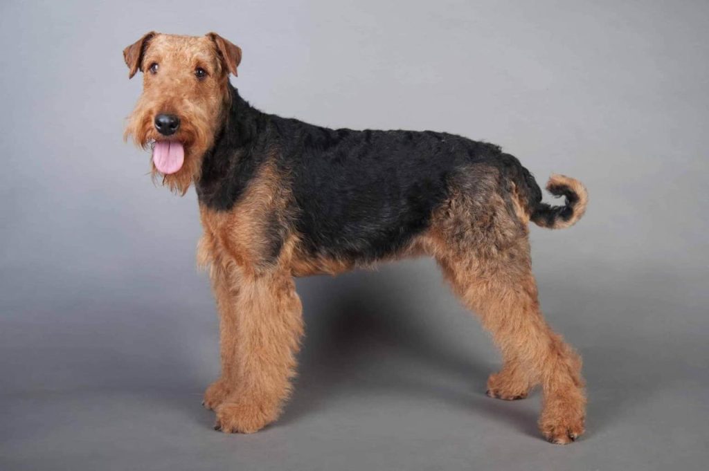 como recortar airedale terrier