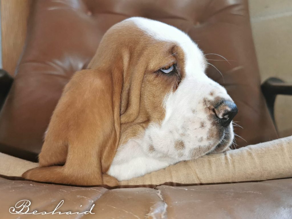 cuanto debe comer un basset hound al dia