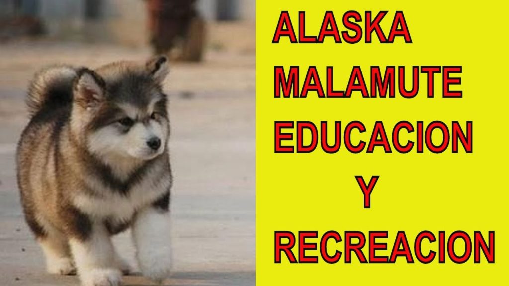 son malamutes dificiles de entrenar