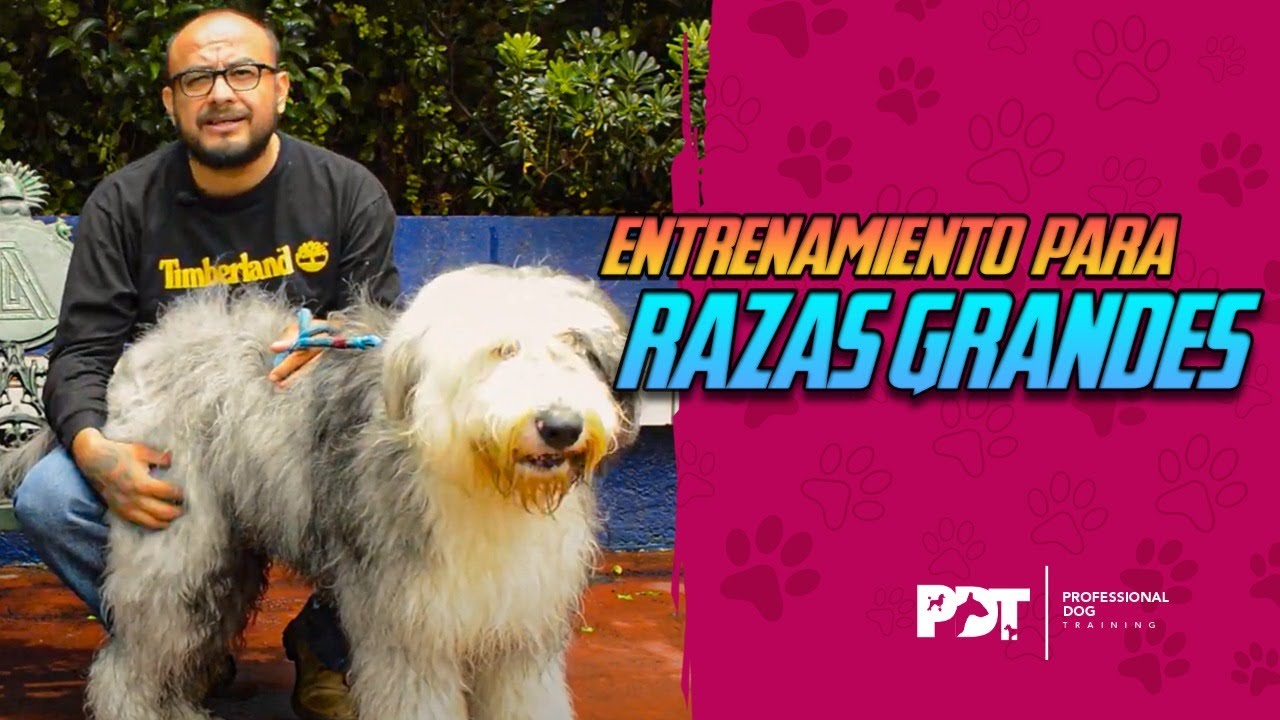 ▷ Bobtail o Perro Pastor Inglés: Características