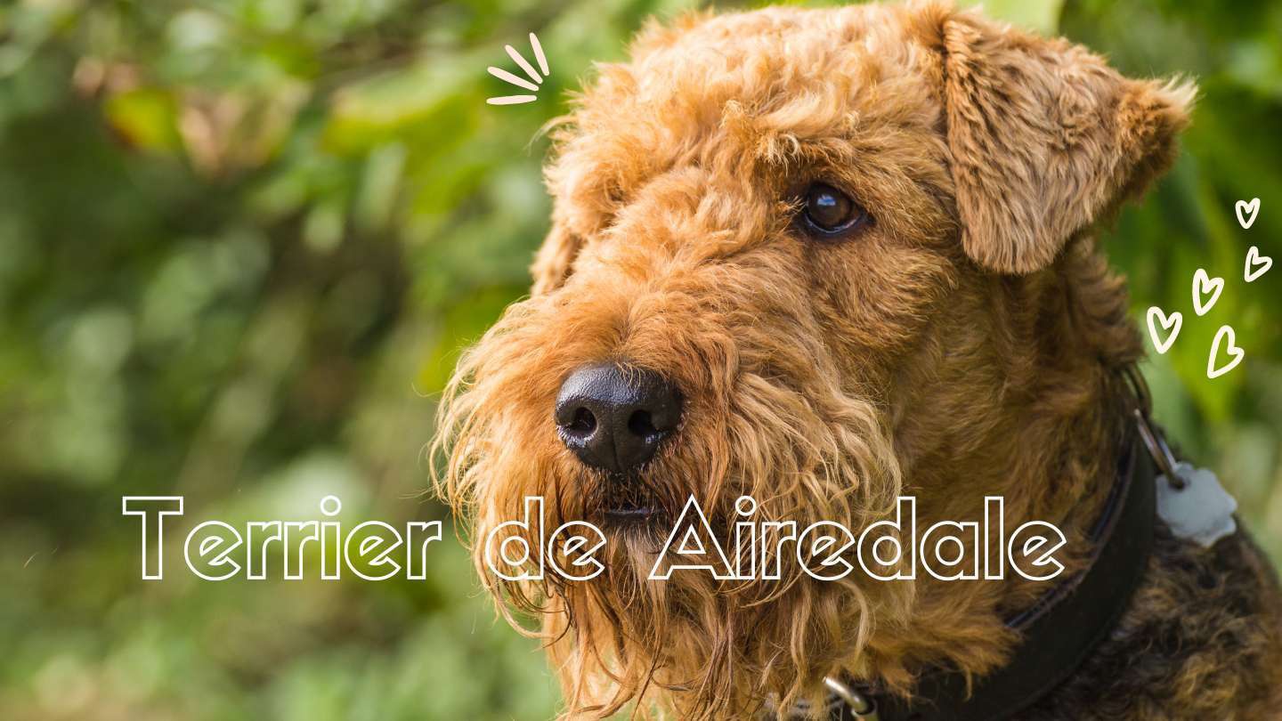 como recortar airedale terrier