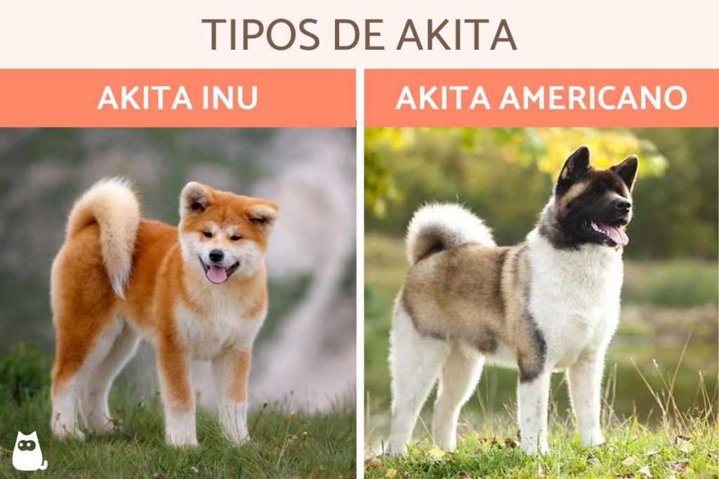 para que fue criado el akita americano