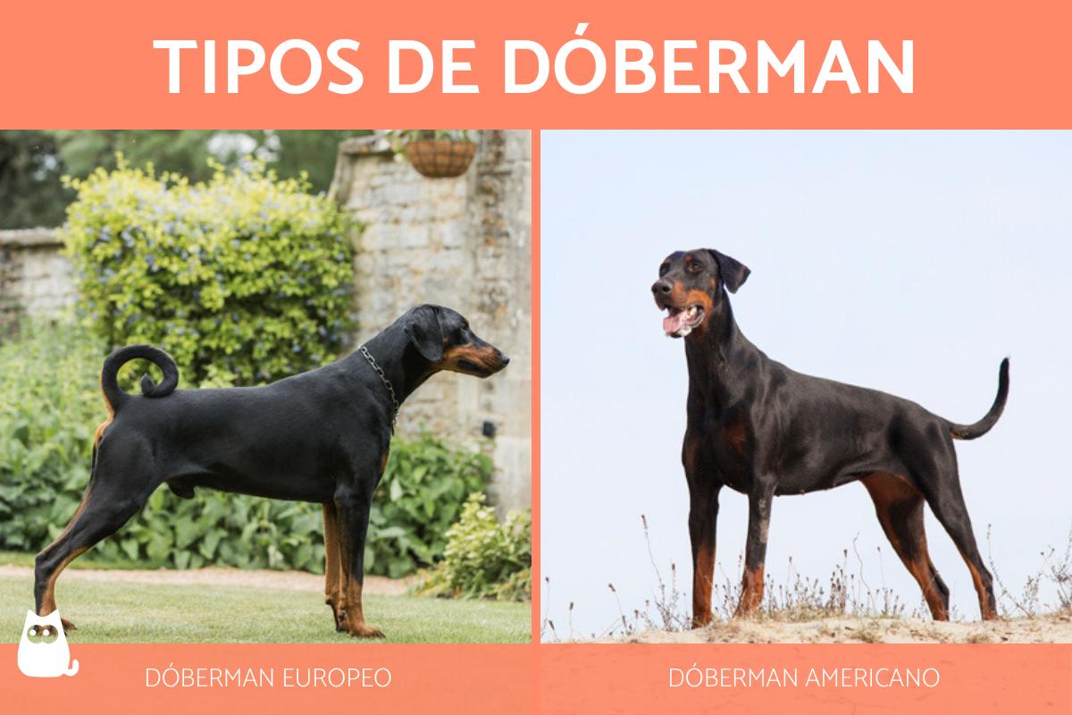 cual es la mejor comida para perros para cachorros doberman