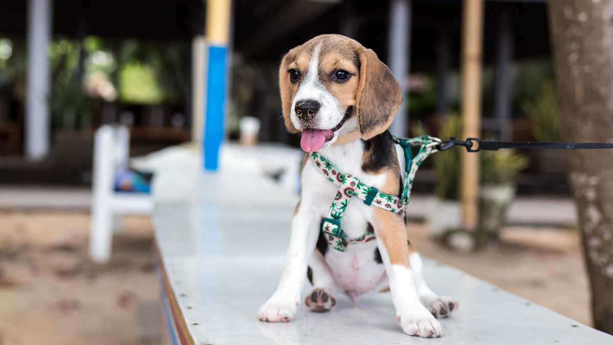 cual es el perro mas barato de la india