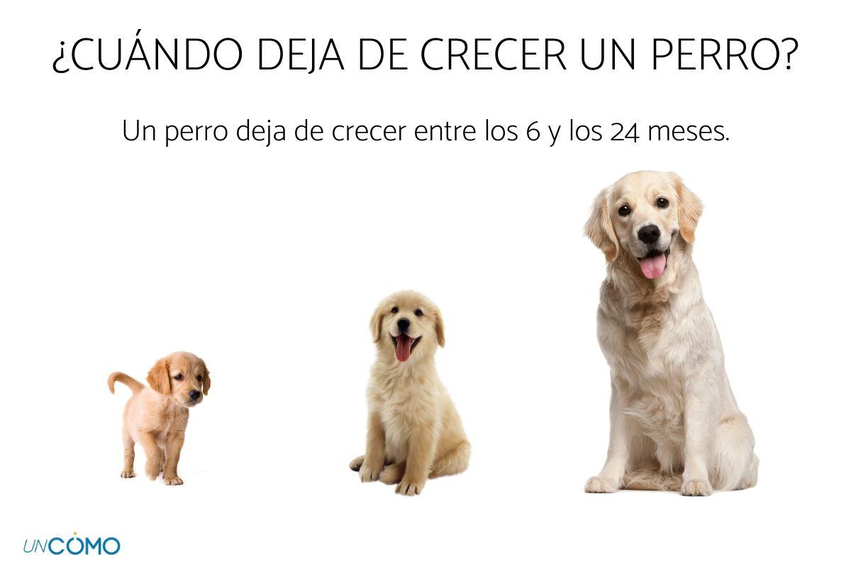 a que edad un cachorro no es un cachorro