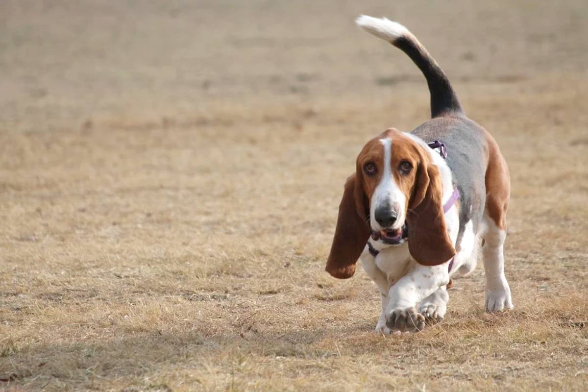 cuanto debe comer un basset hound al dia