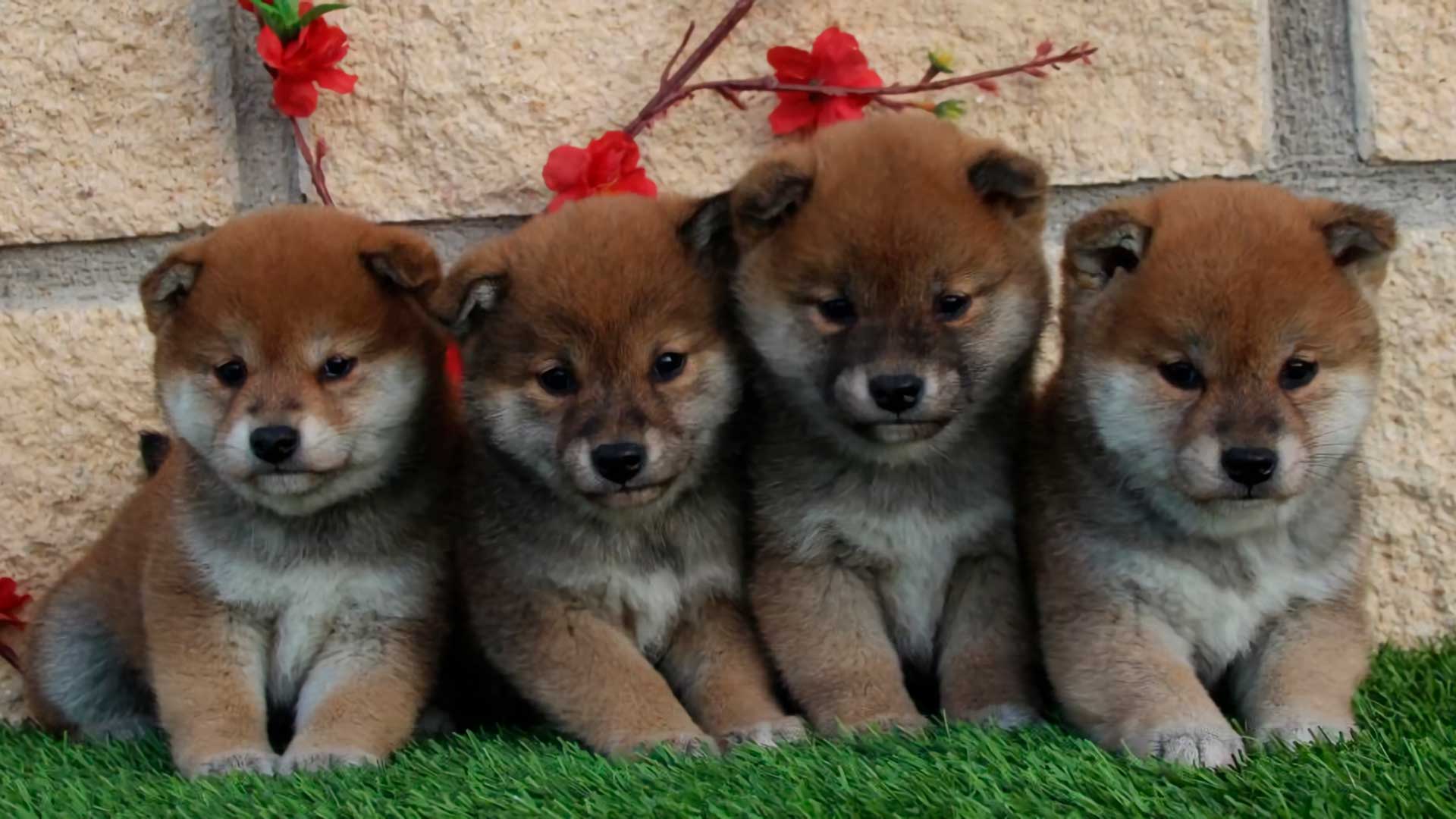 akita de 3 meses cuanto darle de comer