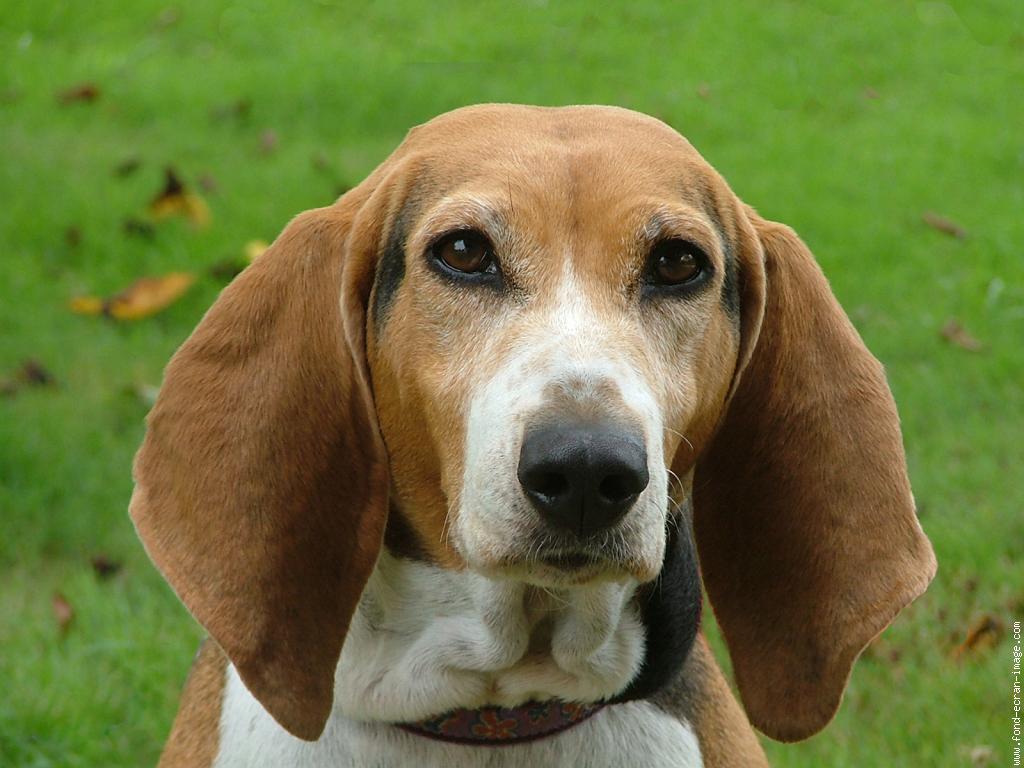 cuanto cuestan los cachorros basset hound