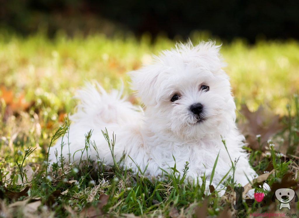 Cuánto cuesta un cachorro de Bichón Maltés en España Blog de ADOPTA un Animal Cuánto cuesta un cachorro de Bichón Maltés en España Blog de ADOPTA un Animal